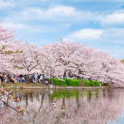 日本語を勉強するのは四年目、まだ下手ですが、ペラペラと日本語を話したい！日本のアニメが好き、特にジプリの作品が大好き！