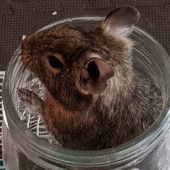yuna_komu_degu's profile picture. 雑多垢・主に呟いている内容はコチラ↓
#デグー #小動物 #植物 #ガーデニング  #映画
無言フォロー失礼します。

勧誘＆エロ垢、フォロバ目的の人や趣味が合わない人と関わりたくないもので時折鍵垢にしてます。