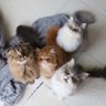 hamachikun1's profile picture. はまち🎂2021.1.11 短足マンチカン♂／しらす🎂2021.6.19 ミヌエット♂／ぱん 🎂2022.3.5 ペルシャ♀／ぶちゃ🎂2022.6.2 エキゾチックショートヘア ♂ 4にゃんと飼い主の楽しい暮らし