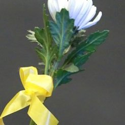 사람사는세상을 꿈꾸다 못 다 이루고 떠나신 대통령을 그리워하고 못 이룬 친구의 꿈을 완성하려 애쓰는 대통령을 무한지지하는 냥이 집사