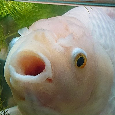 金魚ファーストで生きてるので返信はかなり遅いです。 I can't live without goldfish! アイコンは故・ツルちゃん。金魚ヘルペスや松かさ病に効く魚病薬の開発を希望する人。