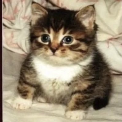 NotModest76's profile picture. shut the flip up dude