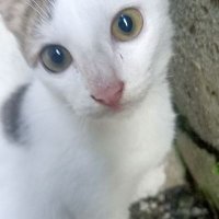 Kutang (@kutangtanh) 's Twitter Profile