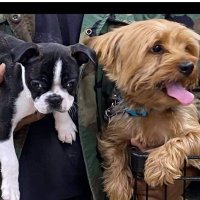 Syncere_the_yorkie & Paixley (@Ms.Bostont.Usa ig) (@syncere_the) 's Twitter Profile