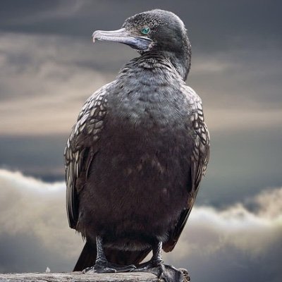 chuwangtai's profile picture. 