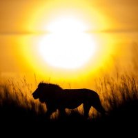 Libertad 🜲 (@uomomees) 's Twitter Profile Photo Libertad 🜲 (@uomomees) 's Twitter Profile Photo