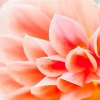 Flower1173 (@flower11731) 's Twitter Profile Photo Flower1173 (@flower11731) 's Twitter Profile Photo