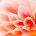 Flower1173 (@flower11731) Twitter profile photo Flower1173 (@flower11731) Twitter profile photo