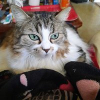 Betty🤷♀️( Molly & Léo ) 😺)🐢🐾🐾🐾 (@bettymolly13) 's Twitter Profile