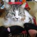 Betty🤷♀️( Molly & Léo ) 😺)🐢🐾🐾🐾 (@bettymolly13) Twitter profile photo Betty🤷♀️( Molly & Léo ) 😺)🐢🐾🐾🐾 (@bettymolly13) Twitter profile photo