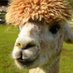 Vritito (@vritito) Twitter profile photo Vritito (@vritito) Twitter profile photo