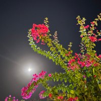 ًً (@_4iii4_) 's Twitter Profile