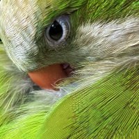 Salvemos a las cotorras 🦜(@SOScotorras) 's Twitter Profile Photo