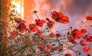 0xmary2's profile picture. 