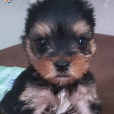 SamuelF87069296's profile picture. 