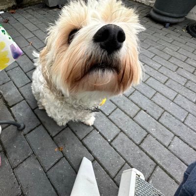 i preach peace✌️, love 💚, & tolerance🤜🐾🤛 to all — except 💥 ,🏃♀️, & having ⚠️ things removed from 👄. @paulyandnukhas is my human. @pauly@indieweb.social