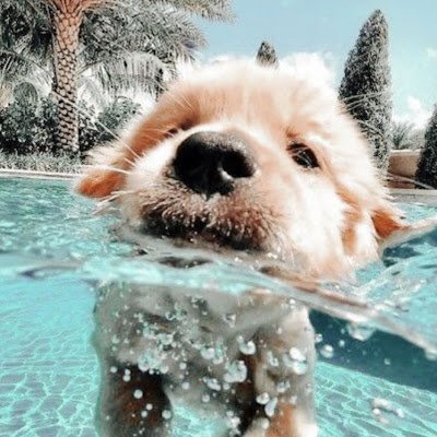 robloxheadless2's profile picture.