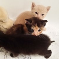 A pile of kittens 🐈 (@onaranoasa) 's Twitter Profile