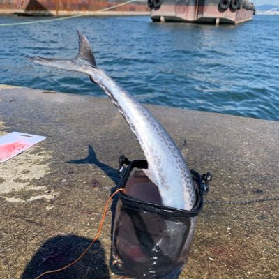 主に関西圏を中心に海釣りをしています🤣出没場所は貝塚/ 武庫一/芦屋浜/明石/和歌山/福井です🤣暇さえあれば釣りに行ってますので、仲良くしてください😎ちなみにエギングが1番好きです🙃笑 キャンプも始めました😎