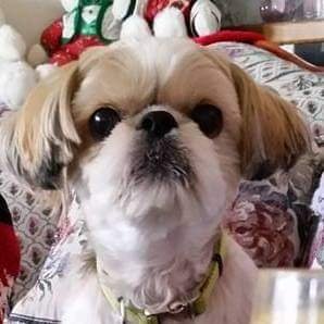 RitaRocket1's profile picture. Adventures of an older Shih Tzu who rocks a hot pink Thunder Shirt when not wearing a Chiefs jersey. #ChiefsKingdom #DogsofTwitter #DogsofX