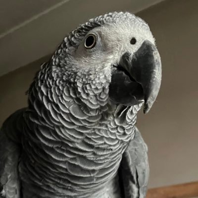 I’m a cheeky, funny, rescue African Grey. Beloved fiancé No.2 of Ollie Fallon Gervais @myleftfang (RIP🌈). CPP to @pickliciousF. My mum is the lush @jane_kjane