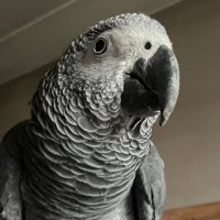 Saint Stanley Parrot OBE CPP 🦜 (@parrotstanley) 's Twitter Profile Photo Saint Stanley Parrot OBE CPP 🦜 (@parrotstanley) 's Twitter Profile Photo