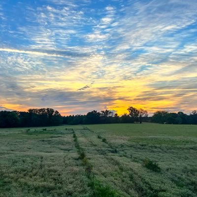 Regenerative rancher raising grass fed beef, sheep, and pasture raised pork. We are a soil centric program that prioritize land stewardship and animal welfare