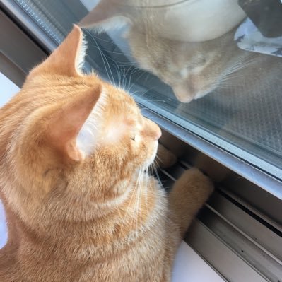 koukoumiku's profile picture. ホイヤーID 53796886です！ よろしくお願いします！