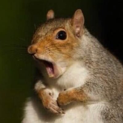 wray_sun's profile picture. Older, hippy-ish, animal lover; recent dx Autism/ADHD; disabled; she/her. Maybe someday I'll know what to say; maybe someone actually will hear it.