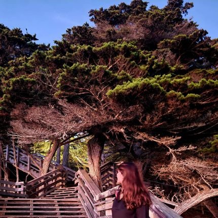 aovicc's profile picture. 