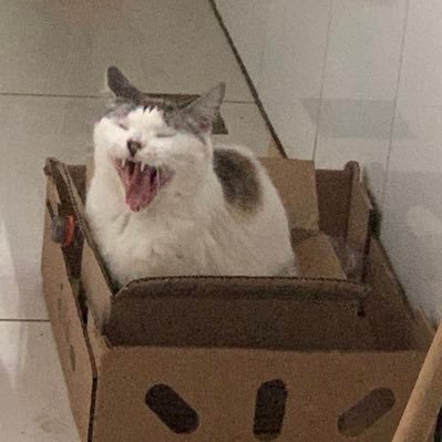 KeilaConka's profile picture. Enquanto tem bambu, tem flecha!