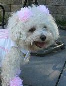I am one f i n e lookin' bichon frise and don't you forget it!!