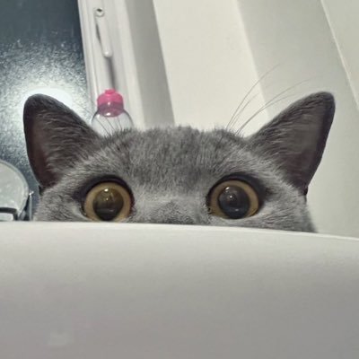 KittyRayaMoon's profile picture. Baby Raya (Ry-Yah) - British Shorthair ✨ i love blankeys, i hate bananas!✨ litol sistor of @kittyjijimoon ✨ Mama is @fatimamiaow 🐉💖🌙