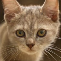 Veronica Garcia (@elizabethkingly) 's Twitter Profile