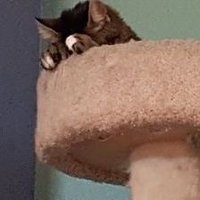 Kelli (@kelmikb2) 's Twitter Profile