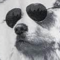 Henry ᶠˡᵃᵍ ᶜᵃ (@wieran_) 's Twitter Profile