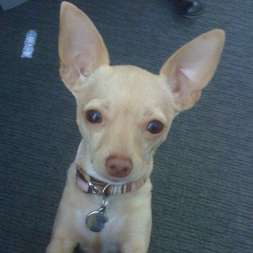 ahdunno's profile picture. Jack of all trades and Master of none!