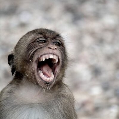 angry_monkey_by_naruto_japan-d3b0yno_400x400.jpg