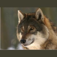 Lisa Wolfson (@lwhalfmoon) 's Twitter Profile