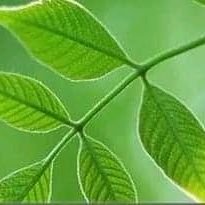 dedan_muchoki's profile picture. 