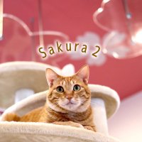 保護猫カフェさくら 2号店🌸越谷市 (@catcafesakura2) 's Twitter Profile Photo 保護猫カフェさくら 2号店🌸越谷市 (@catcafesakura2) 's Twitter Profile Photo