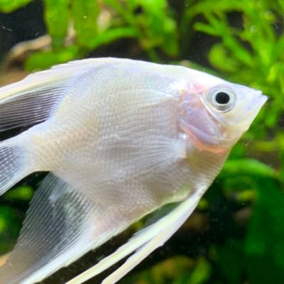 Fish_aqua_kira Profile Picture