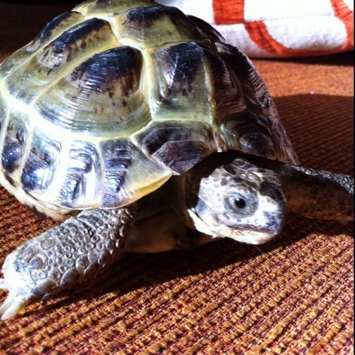 CPindar's profile picture. 