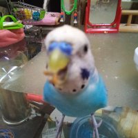 糸 (@ftsd3vq9ydrp98m) 's Twitter Profile