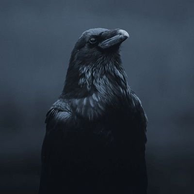 behi_6677's profile picture. Behraad