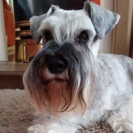 Tilly 💜

Born 24 July 2009  🌈 22 October 2022 

Big sisfur to Betsy @betsyandtilly 

Members of the #SchnauzerGang