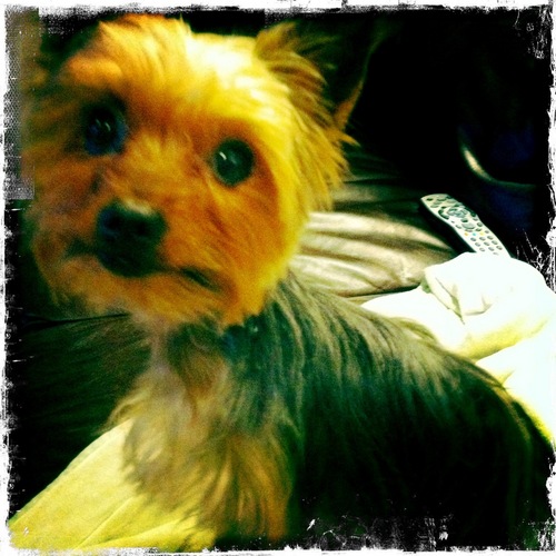 roccodoggystyle's profile picture. I'm a tiny yorkie with a passion for fashion. Pet a porter to bespoke, always rockin the latest trends... I'm an in house model for LoveMyDog don't you know?!