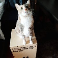 Sanincats(@merissanin) 's Twitter Profile Photo