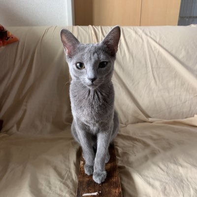 ほとんど猫ツイです。ほとんどフォロバします。 ロシアンブルーのケイちゃん2歳(♀) DIY 将棋ウォーズ1級 プログラマ