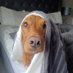 OceanfieldCelt (@gewan) Twitter profile photo OceanfieldCelt (@gewan) Twitter profile photo
